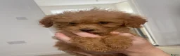 Maltipoo dogs for sale: Updated pics Tiny toy teddy faced Maltipoos   - Advert 5