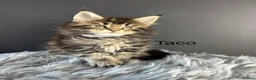 Maine Coon cats for sale: Outstanding Russia lines baby boys  - Advert 14