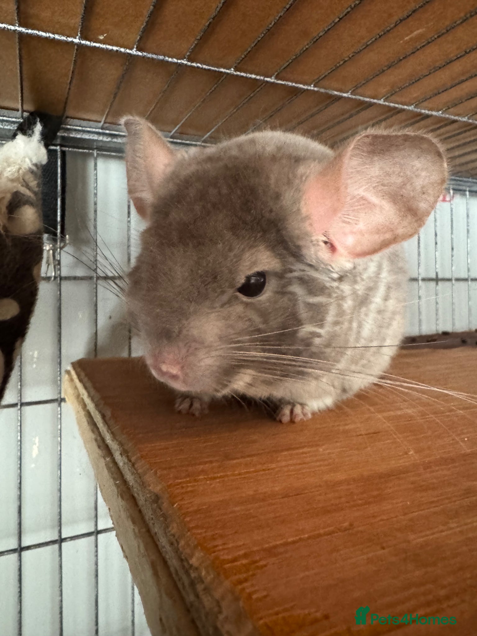 Chinchilla rodents Cute Male Chinchilla Looking For His Forever Home - Advert 9