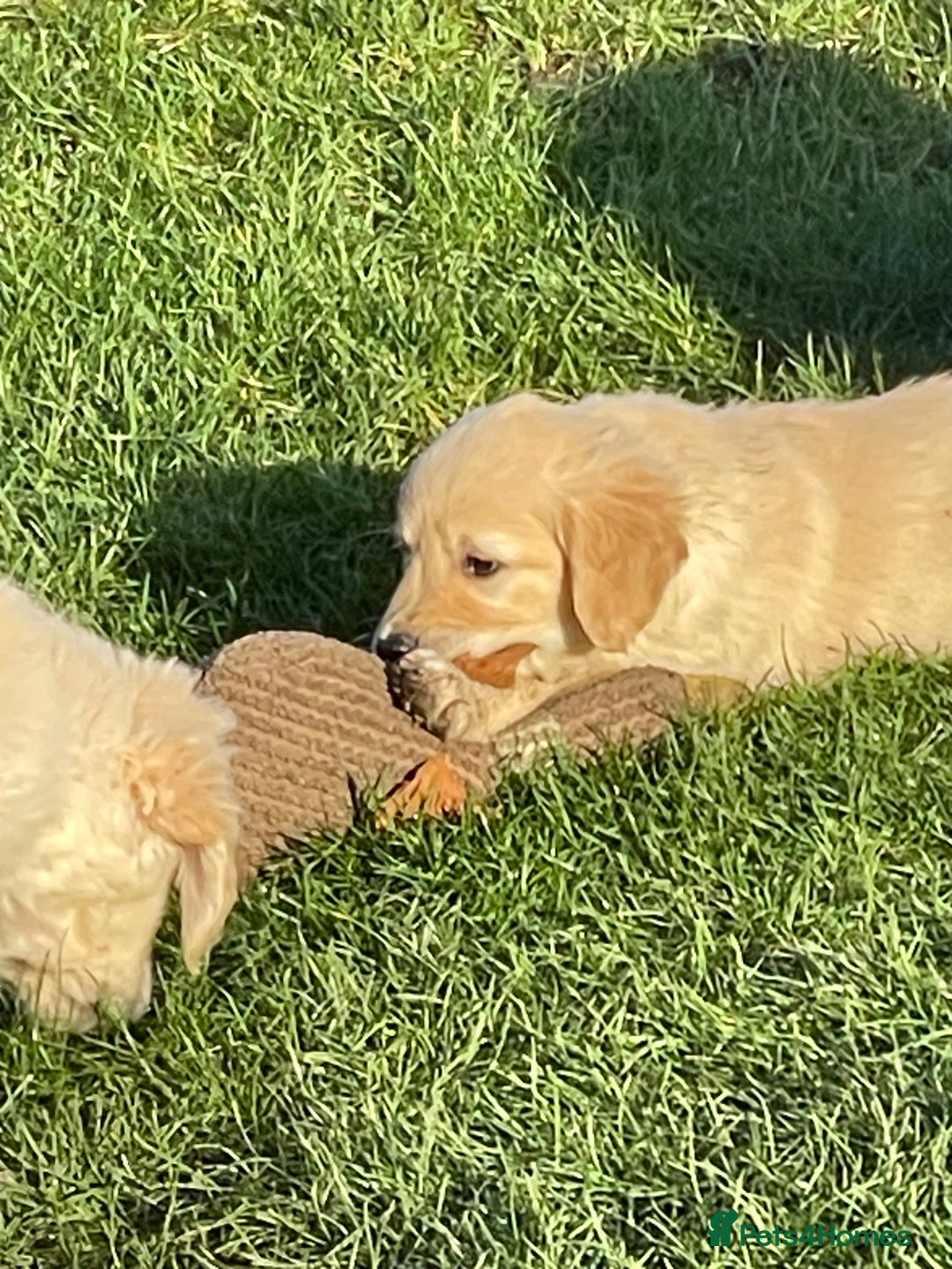 Golden Retriever dogs for sale: Stunning golden retriever puppies  - Advert 13