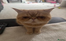 Exotic cats for sale: Exotic shorthaired Persian female - Image 4