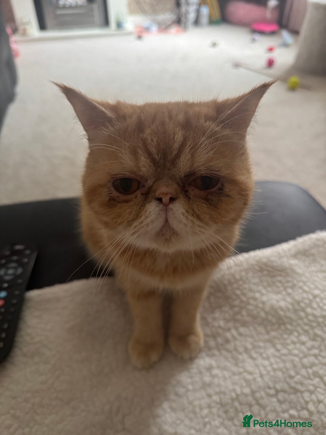Exotic cats for sale: Exotic shorthaired Persian female - Image 4
