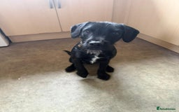 Patterdale Terrier dogs for sale: Male Patterdale Terrier  - Advert 2