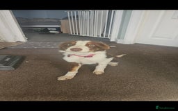 Welsh Collie dogs for sale: Welsh Sheepdog Pup - Female - Image 2