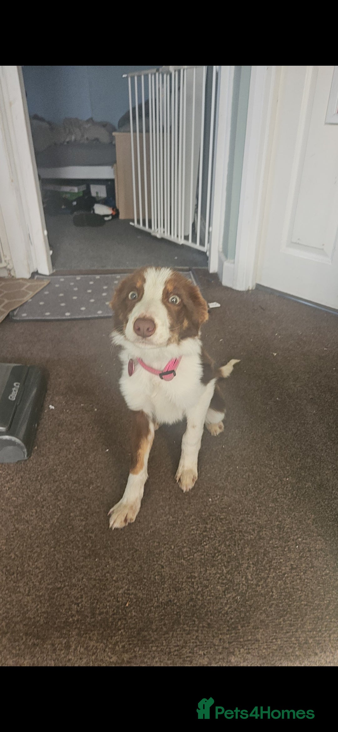 Welsh Collie dogs for sale: Welsh Sheepdog Pup - Female - Image 2