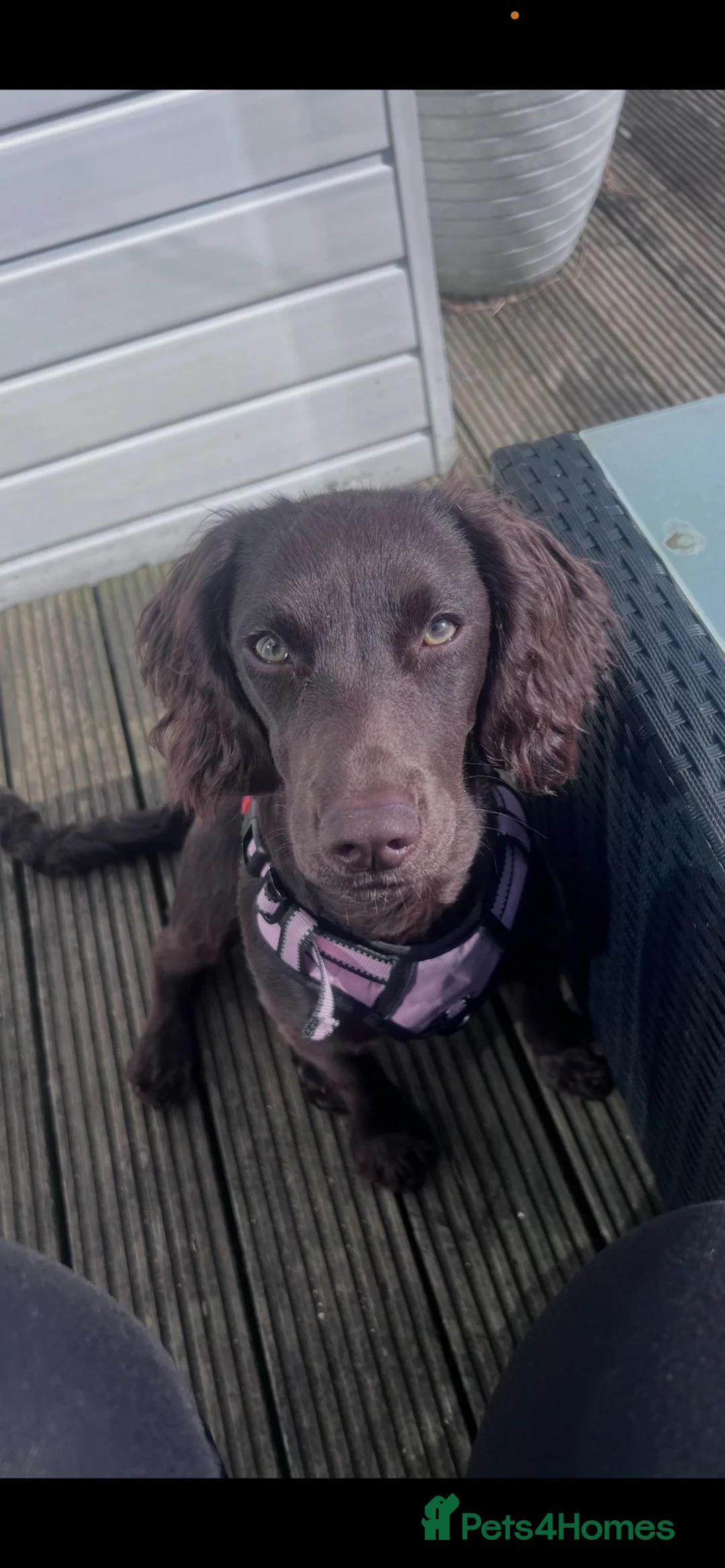 Sprocker dogs for sale: 8 month old female Sprocker for sale  - Advert 2