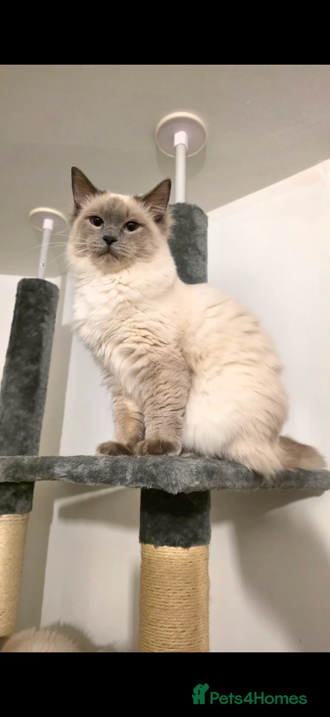 Ragdoll cats for sale: 6 month old female Blue Point - Advert 2