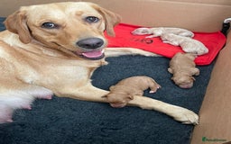 Toy Poodle dogs for stud: KC registered. GENETIC & HEALTH TESTED. in Wigan - Image 34