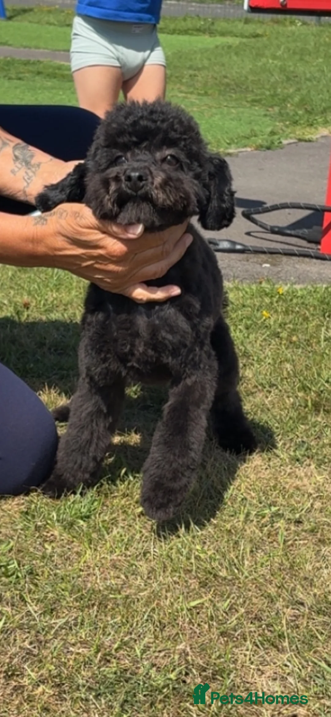 Toy Poodle dogs for sale: 11 month old toy poodle in Chorley - Advert 2