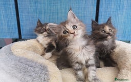 Maine Coon cats for sale: Maine Coon Kittens Parents Tica Reg& Health tested - Image 8