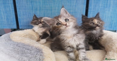 Maine Coon cats - Advert 9