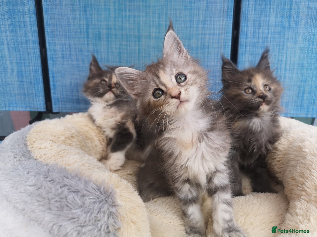Maine Coon cats for sale: Maine Coon Kittens Parents Tica Reg& Health tested - Image 8