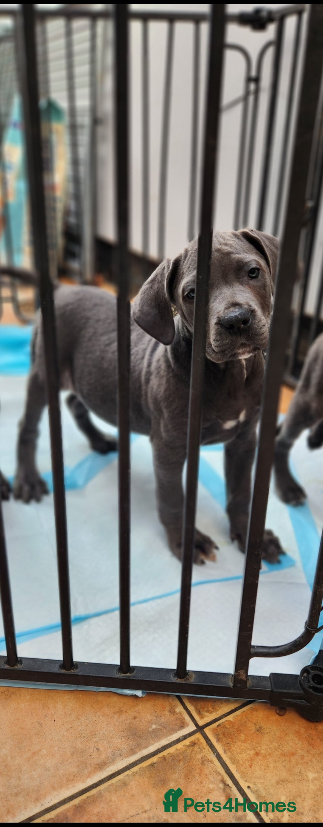 Cane Corso dogs for sale: Blue Female Cane Corso Puppy - Image 2