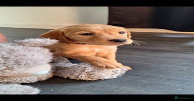Goldador dogs - Advert 4