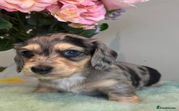 Miniature Dachshund dogs for sale: Miniature long hair dachshund  - Image 6