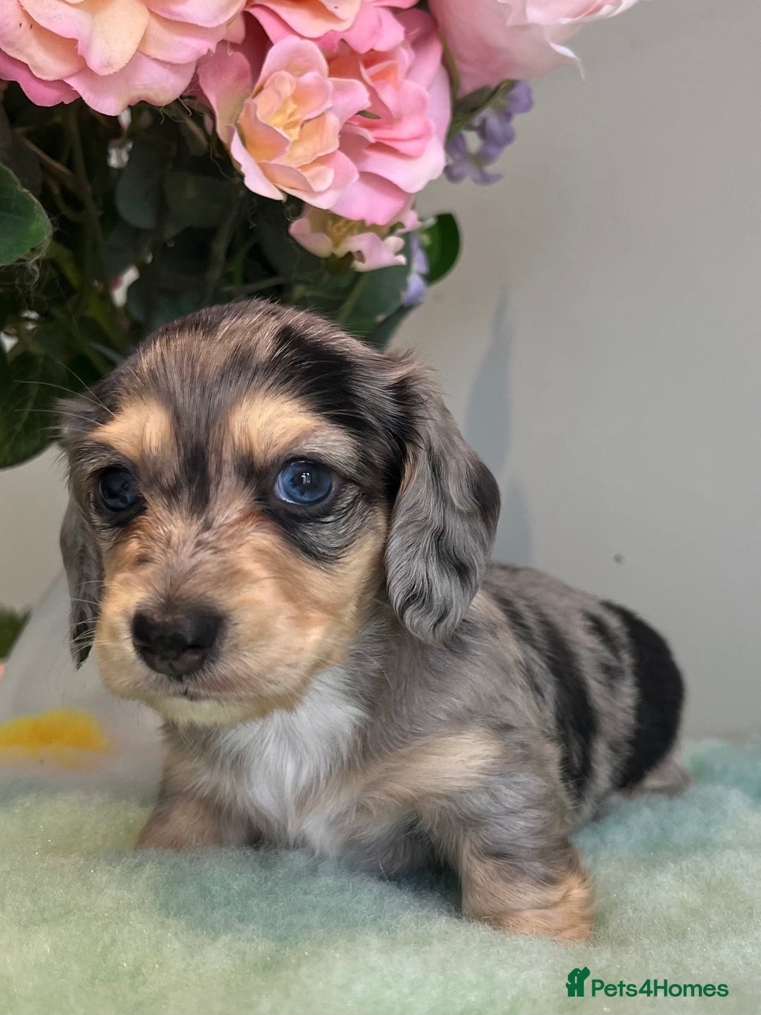 Miniature Dachshund dogs for sale: Miniature long hair dachshund  - Image 6