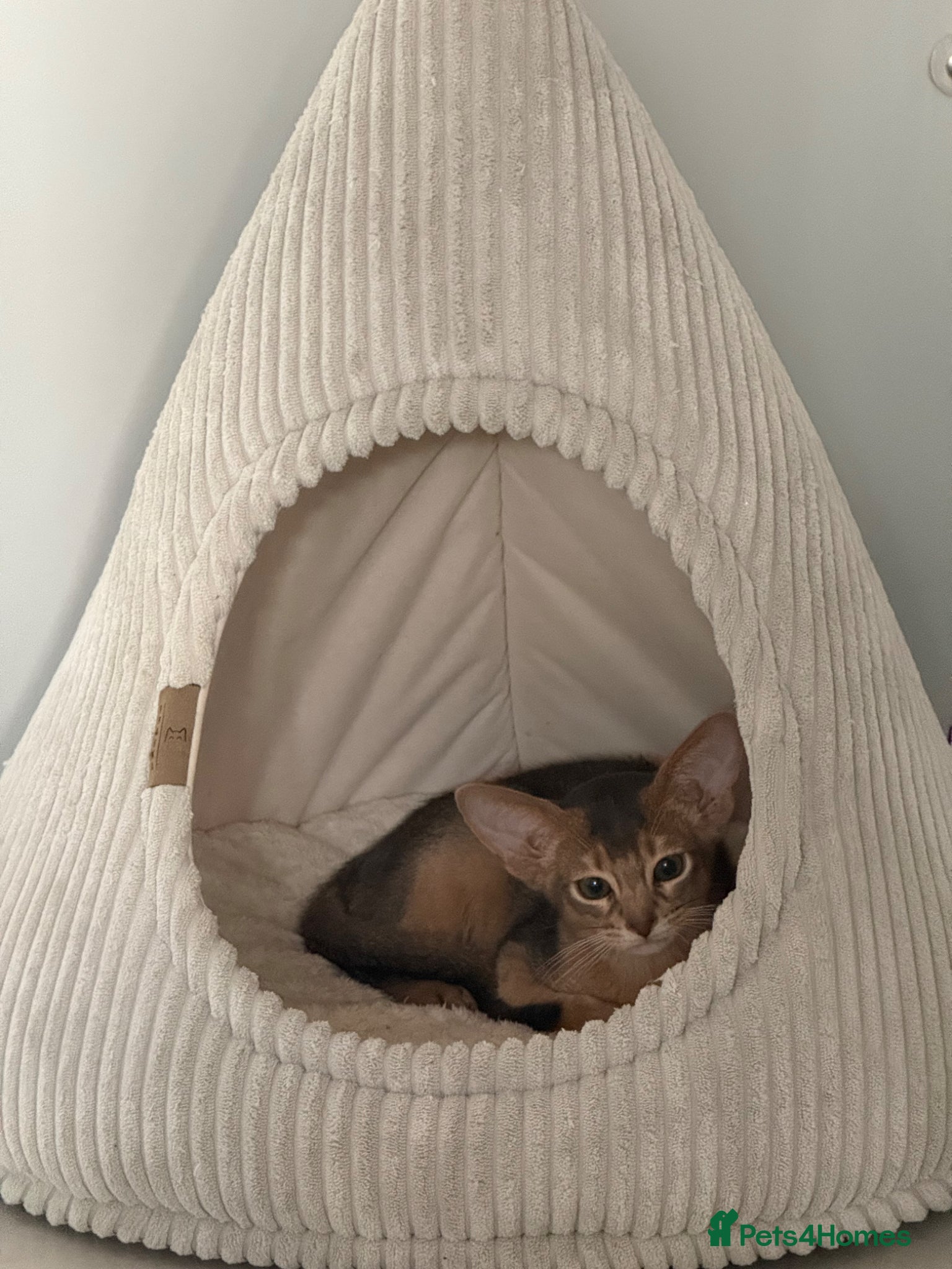 Abyssinian cats     Gorgeous kittens from champion parents 😽 - Advert 14