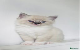 Ragdoll cats for sale: GCCF Family Reared Ragdoll Kittens - Image 3