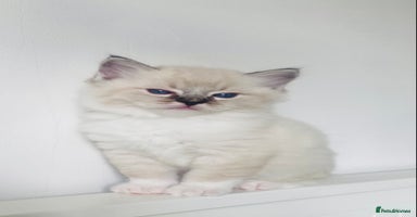 Ragdoll cats - Advert 10