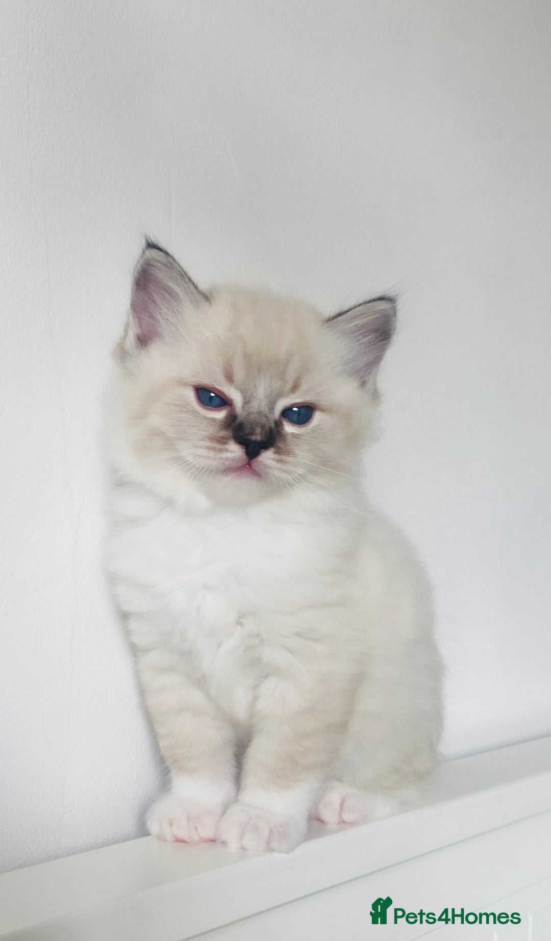 Ragdoll cats for sale: GCCF Family Reared Ragdoll Kittens - Image 3