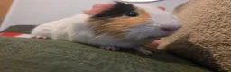 Guinea Pig rodents for sale: Sweet white and tan Guinea Pig - Advert 4