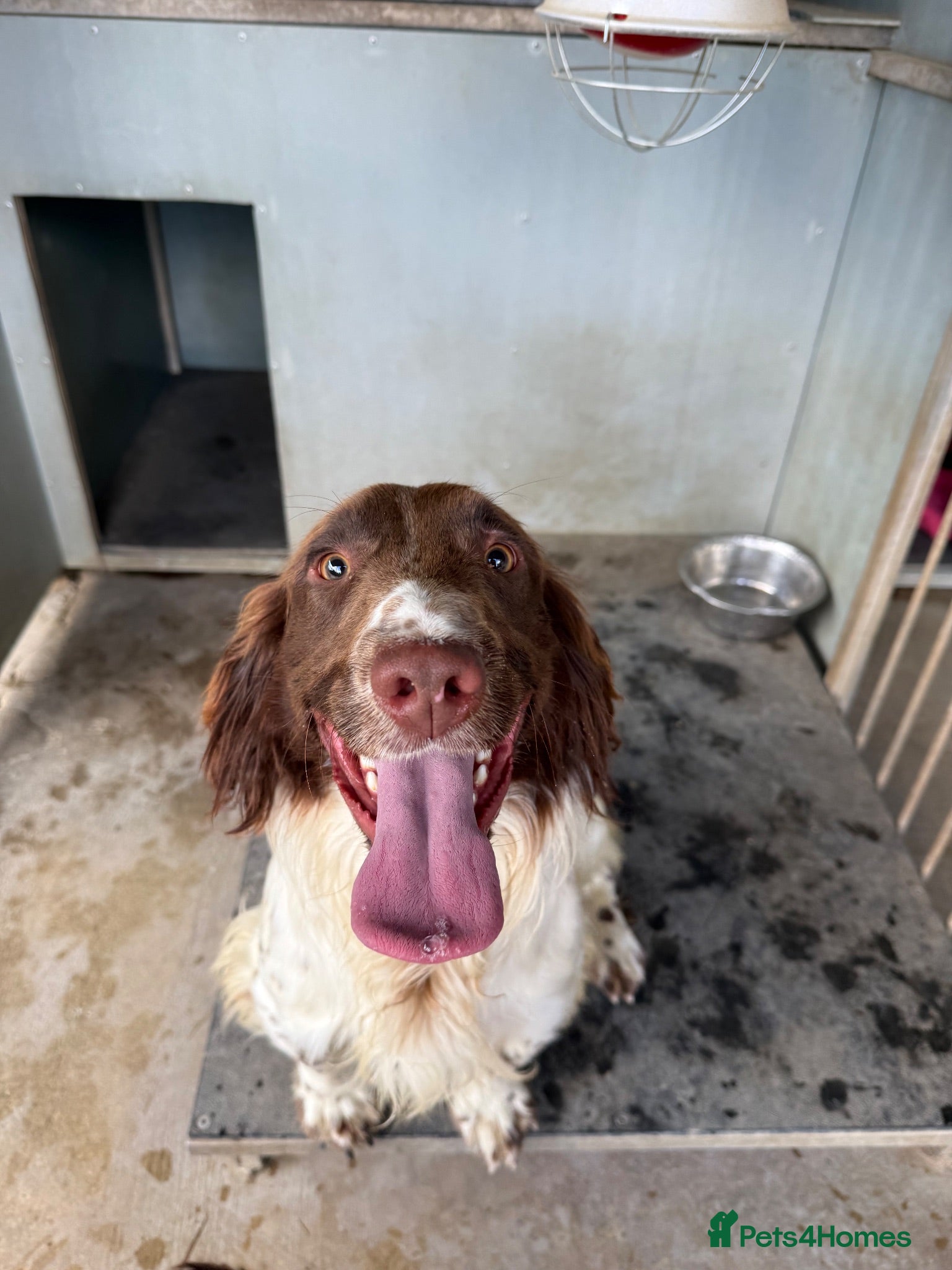 English Springer Spaniel dogs KC REG English Springer Spaniel - Advert 8