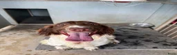 English Springer Spaniel dogs for sale: KC REG English Springer Spaniel - Advert 1