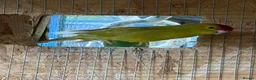 Budgerigars birds for sale: Kakarikis young pair  - Advert 6