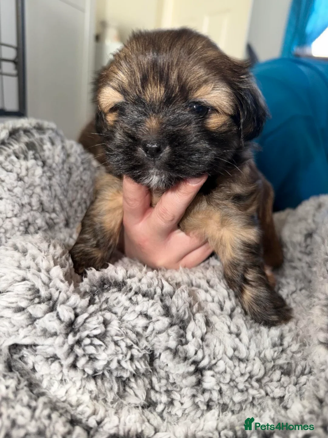 Mixed Breed dogs for sale: La-pom  pups , one boy still available  - Advert 7