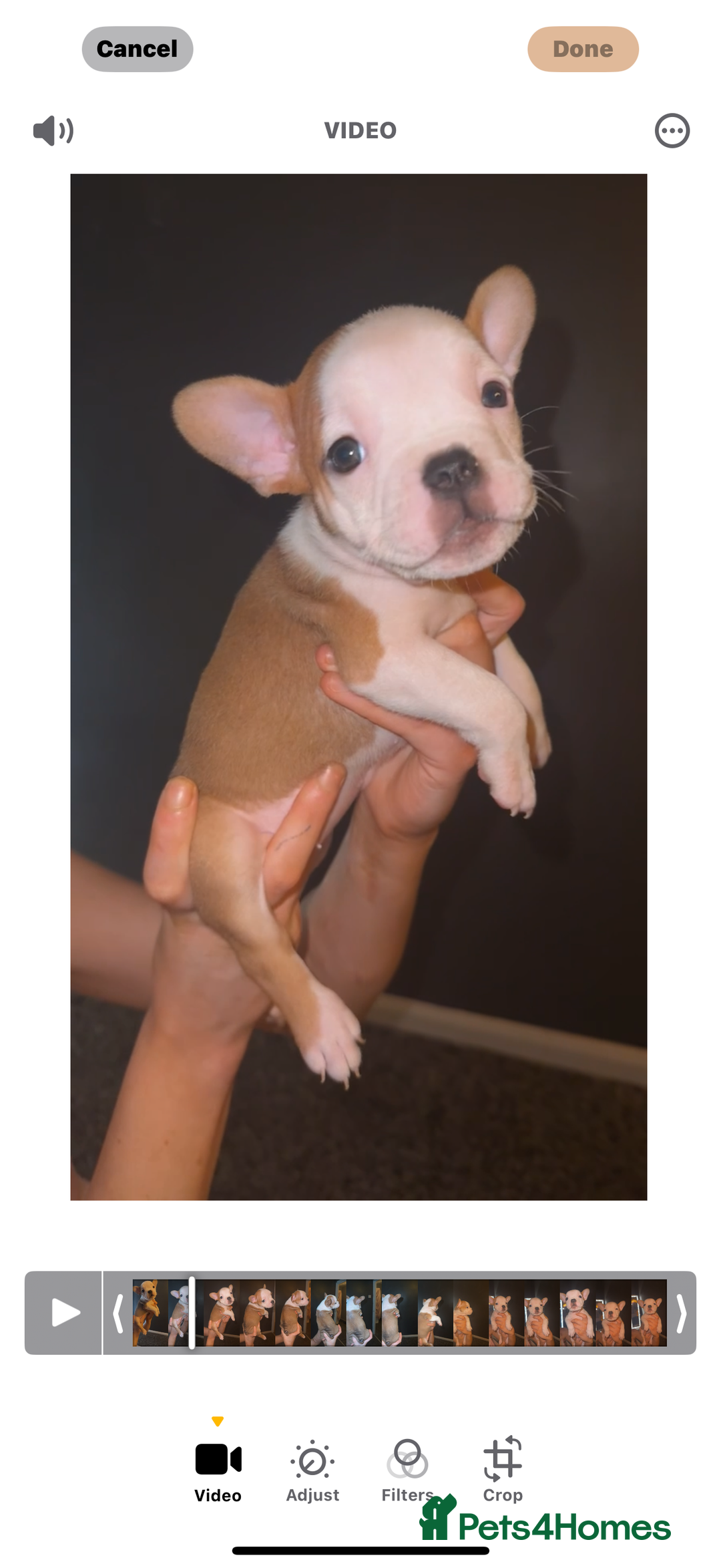 Mixed Breed dogs for sale: Frenchie x pocket bully puppy  - Image 3