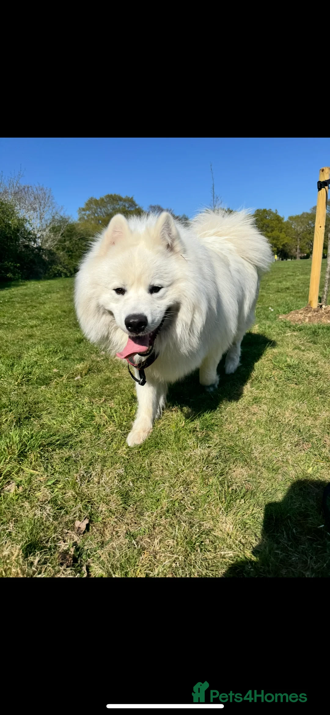 Samoyed dogs for stud: Nate  - Advert 8