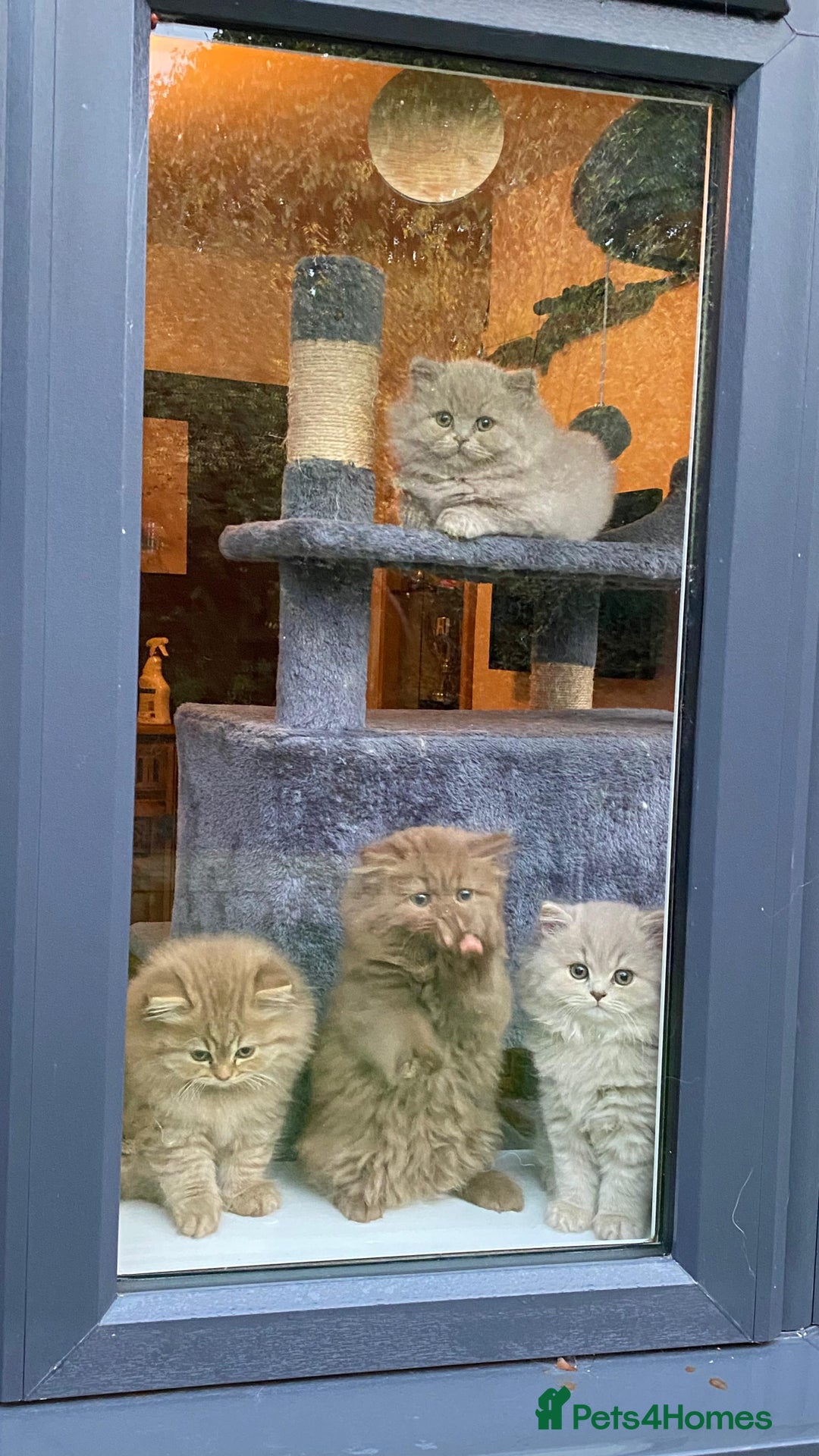 British Longhair cats for sale: Stunning litter of British long hair - Image 3