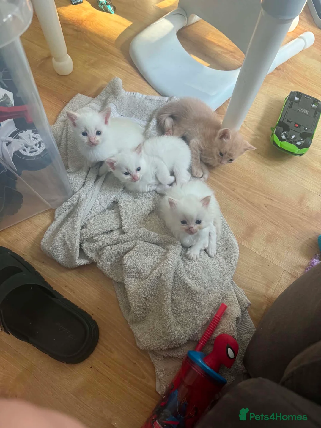 Ragdoll cats for sale: Half rag doll kittens - Advert 2