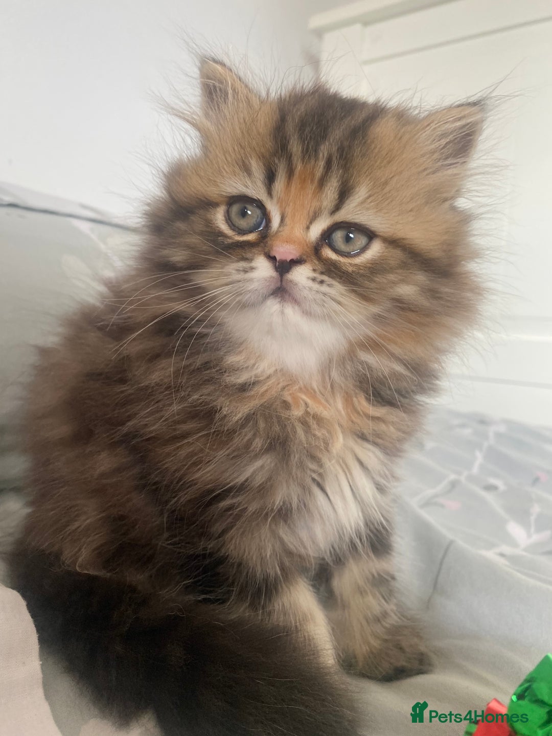 Persian cats for sale: Persian kitten still looking for her forever home  in Gateshead - Image 5