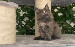 Maine Coon cats for sale: Tica DNA negative Maine Coon kittens  in Fordingbridge - Image 27