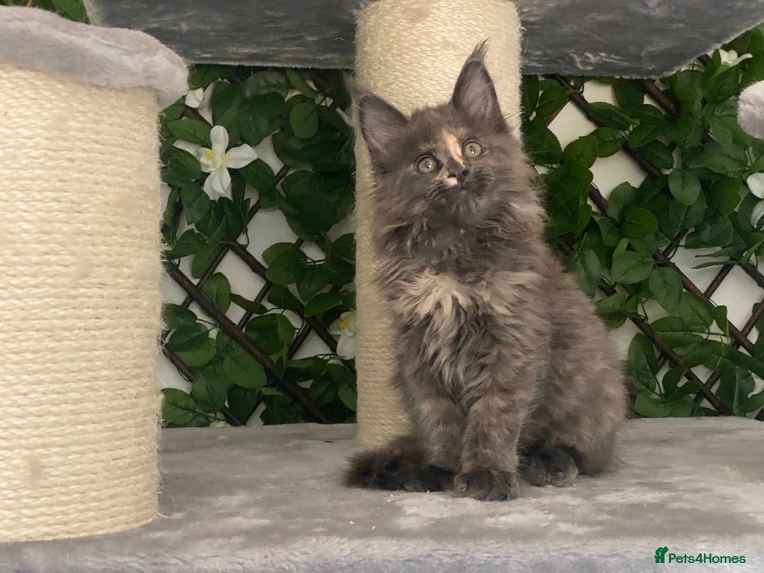 Maine Coon cats for sale: Tica DNA negative Maine Coon kittens  in Fordingbridge - Image 27