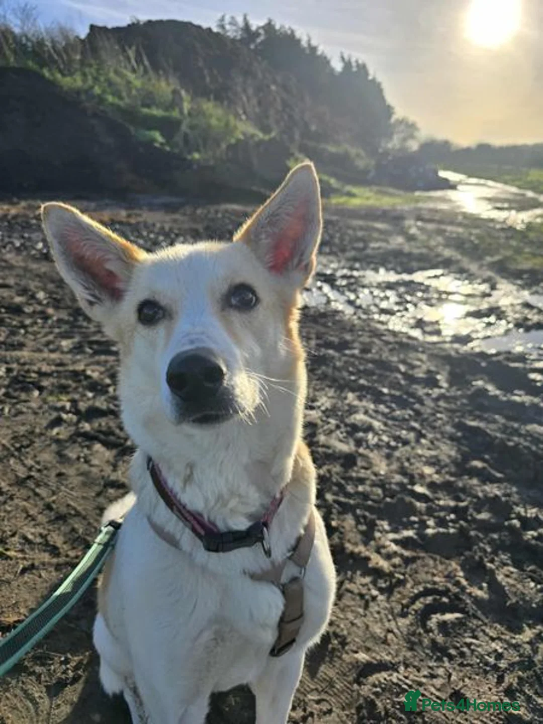 Mixed Breed dogs for adoption: Egyptian girl Cleo is looking for her forever home - Advert 5