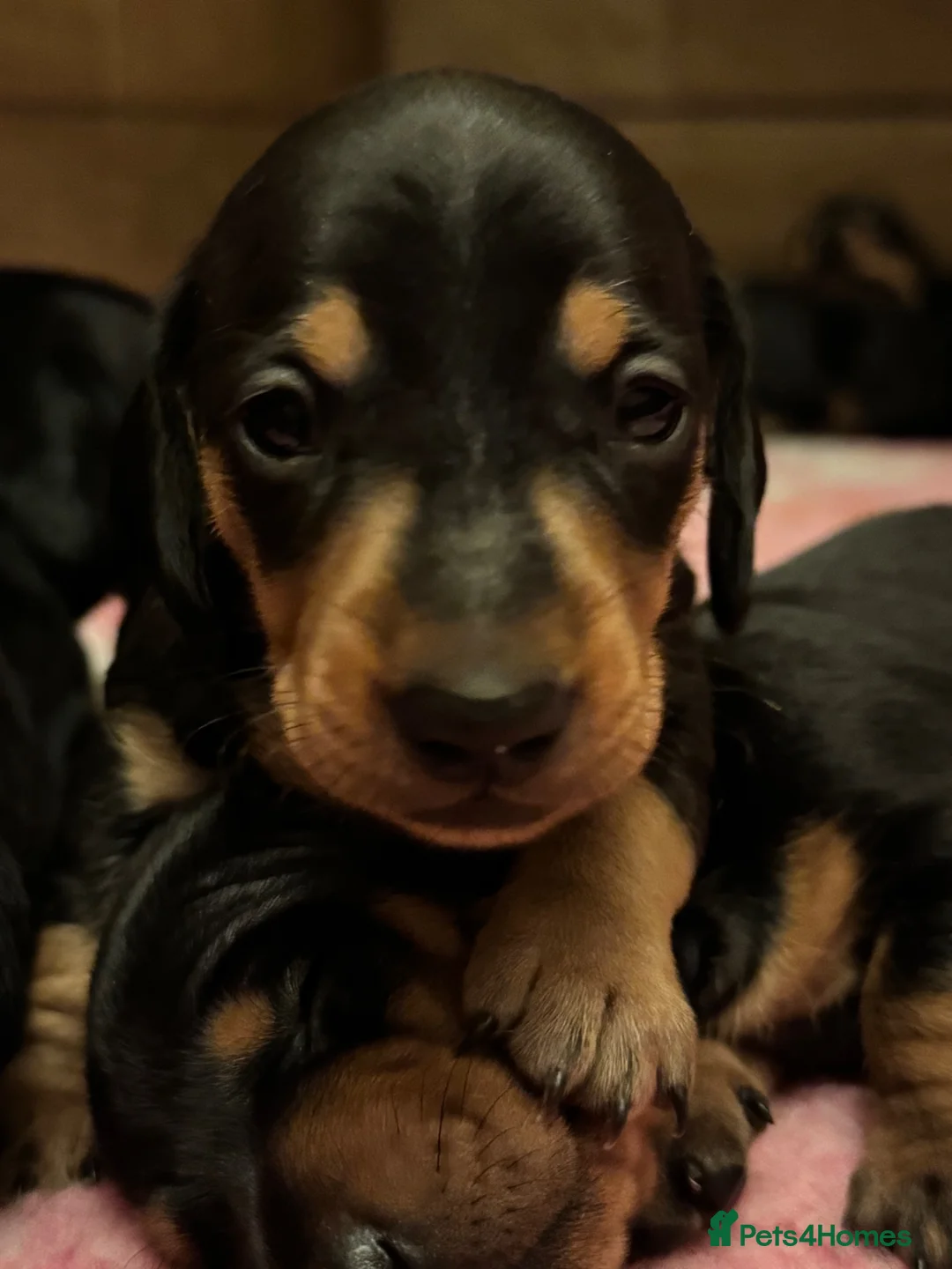 Miniature Dachshund dogs for sale: Stunning mini dachshund pups - Advert 1