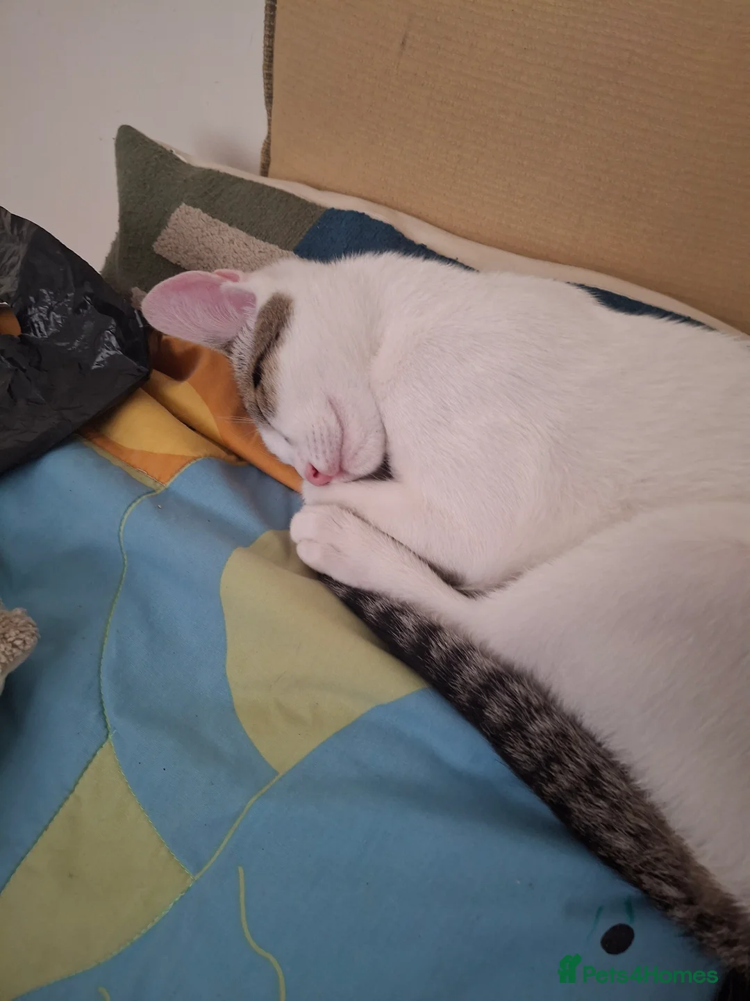 Domestic Shorthair cats for sale: Lovely Male Kittens Looking for a New Loving Home - Advert 7
