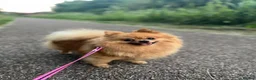 Pomeranian dogs for sale: Teddy face Pomeranians  - Advert 9
