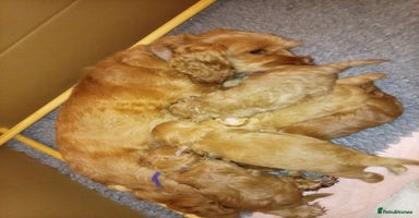 Cockapoo dogs - Advert 13