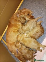 Cockapoo dogs - Advert 13