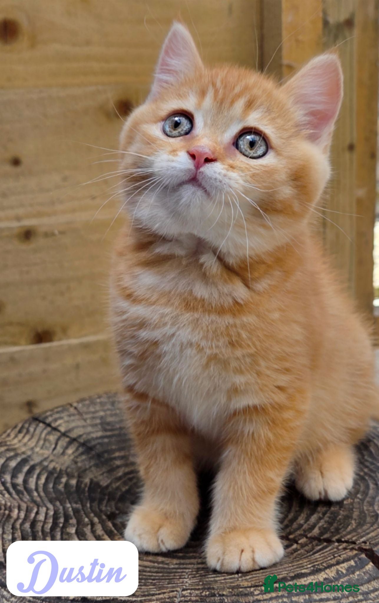 British Longhair cats 💎 1 British Tabby SH Cutie 💎 - Advert 2