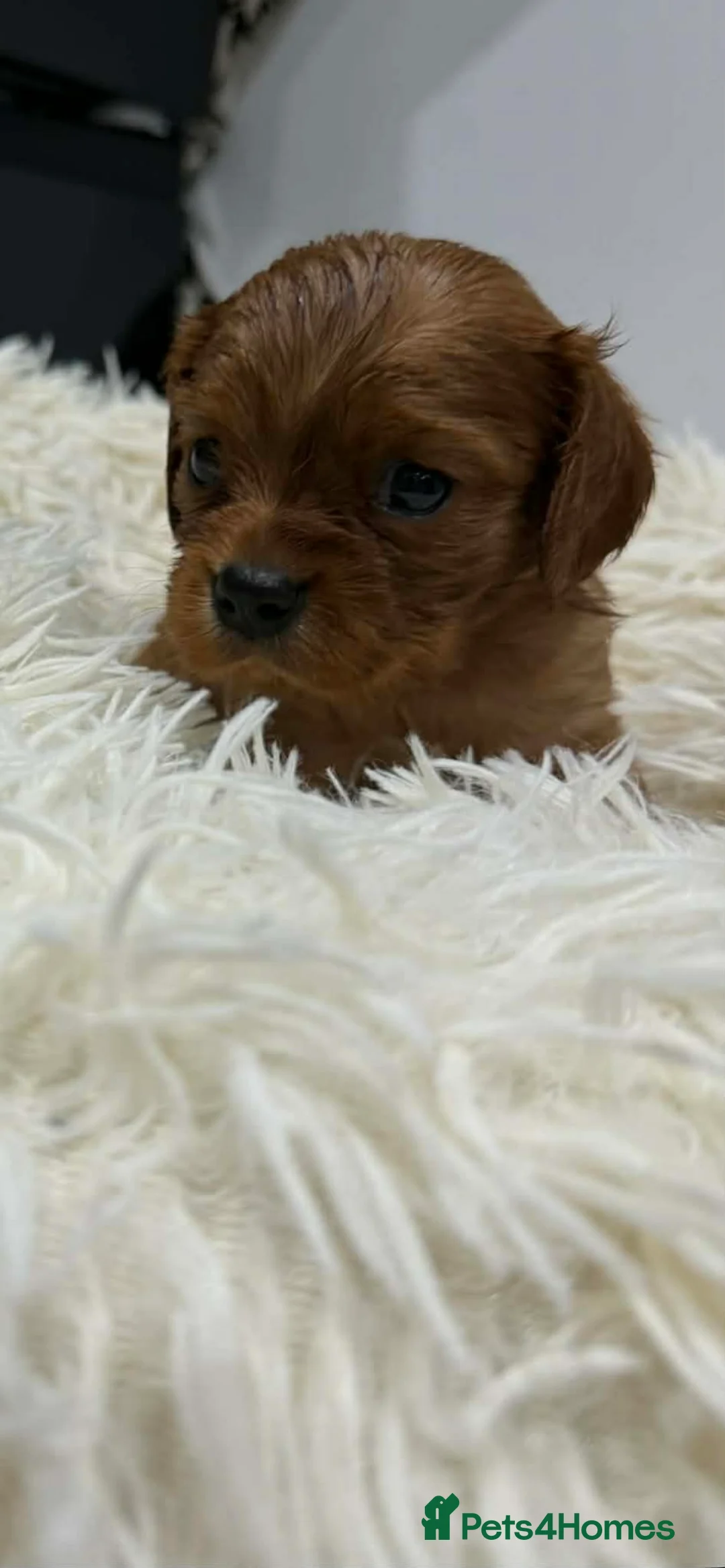 Cavalier King Charles Spaniel dogs for sale: 6 beautiful Cavalier King Charles puppy’s  - Advert 5