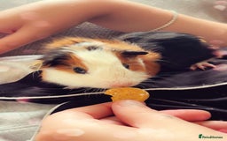 Guinea Pig rodents for sale: Baby guinea pigs 4 months old  - Image 3