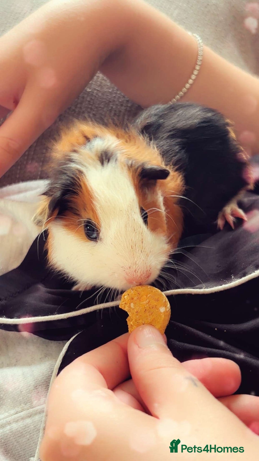 Guinea Pig rodents for sale: Baby guinea pigs 4 months old  - Image 3