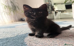 Mixed Breed cats for sale: Gorgeous fluffy kittens looking for a forever home - Image 4