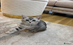 Persian cats for sale: Persian Cross Kittens - GCCF Registered parents - Image 8