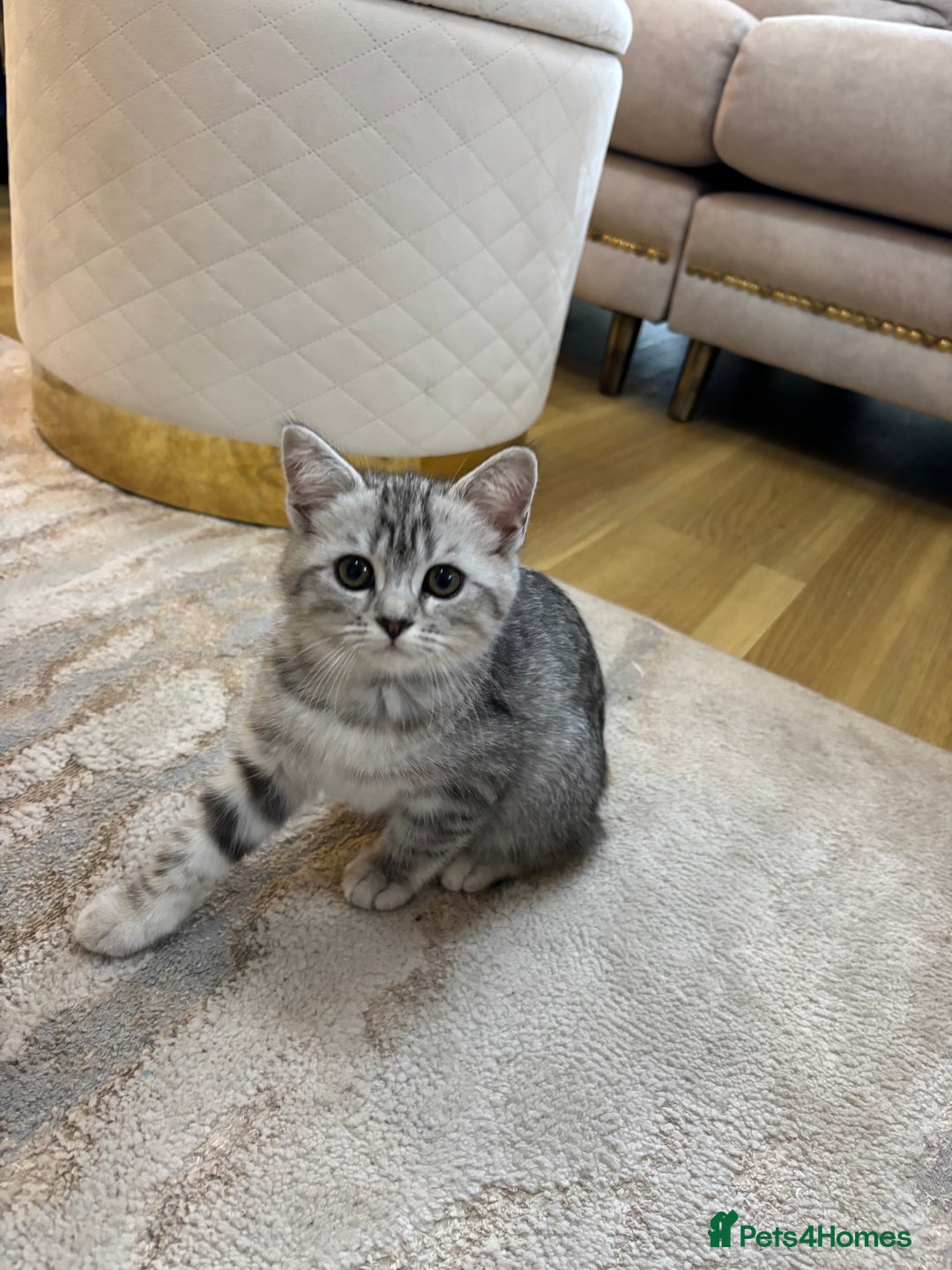 Persian cats for sale: Persian Cross Kittens - GCCF Registered parents - Image 8