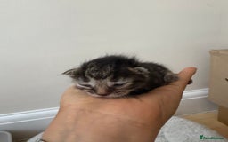 Mixed Breed cats for sale: Seven Tiny Adventures Waiting for Their Families - Advert 5